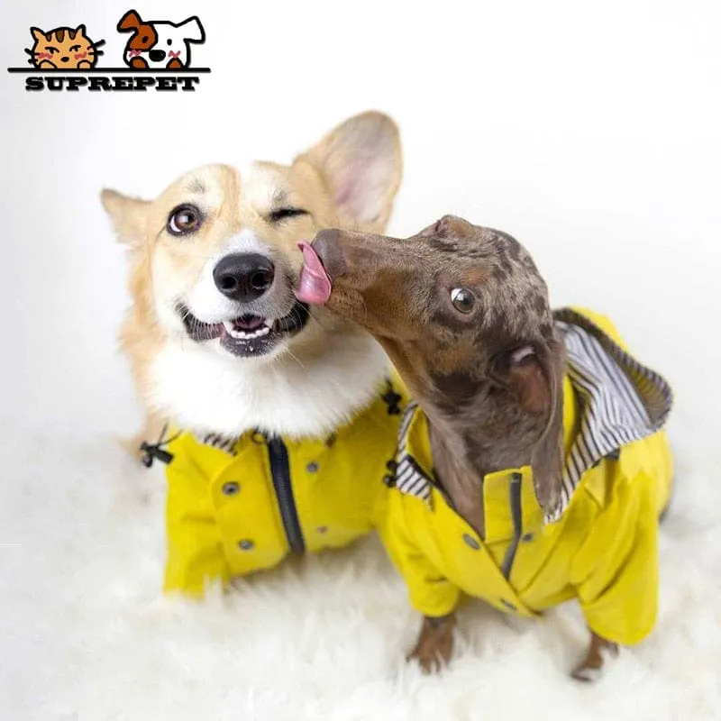 Fashion Dachshund Rain Jacket